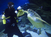 Turtles enjoy Christmas sprouts at the Sea Life London Aquarium, Britain - 15 Dec 2014