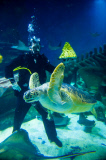 Turtles enjoy Christmas sprouts at the Sea Life London Aquarium, Britain - 15 Dec 2014
