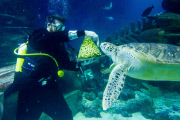Turtles enjoy Christmas sprouts at the Sea Life London Aquarium, Britain - 15 Dec 2014
