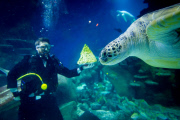 Turtles enjoy Christmas sprouts at the Sea Life London Aquarium, Britain - 15 Dec 2014