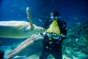 Turtles enjoy Christmas sprouts at the Sea Life London Aquarium, Britain - 15 Dec 2014