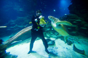 Turtles enjoy Christmas sprouts at the Sea Life London Aquarium, Britain - 15 Dec 2014