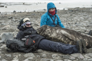 Curious elephant seal cub sleeps on lady, Livingstone Island, Antarctica - 02 Dec 2014