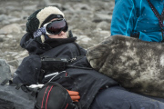 Curious elephant seal cub sleeps on lady, Livingstone Island, Antarctica - 02 Dec 2014