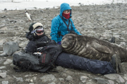 Curious elephant seal cub sleeps on lady, Livingstone Island, Antarctica - 02 Dec 2014
