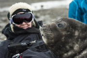 Curious elephant seal cub sleeps on lady, Livingstone Island, Antarctica - 02 Dec 2014