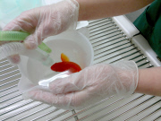 Owner spends GBP 300 on operation for his constipated goldfish, Norfolk, Britain - 01 Jan 2015