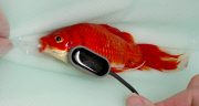 Owner spends GBP 300 on operation for his constipated goldfish, Norfolk, Britain - 01 Jan 2015