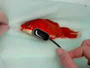 Owner spends GBP 300 on operation for his constipated goldfish, Norfolk, Britain - 01 Jan 2015