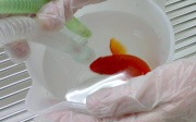 Owner spends GBP 300 on operation for his constipated goldfish, Norfolk, Britain - 01 Jan 2015