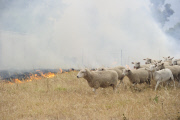 Buschfeuer in Adelaide Hills