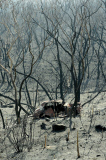 Buschfeuer in Adelaide Hills
