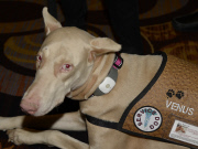 Vegas 2015 CES Unveiled show