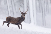 Red deer in the snow in the Cairngorms National Park, Scotland - Dec 2014