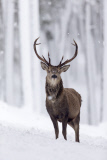 Red deer in the snow in the Cairngorms National Park, Scotland - Dec 2014
