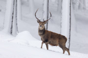Red deer in the snow in the Cairngorms National Park, Scotland - Dec 2014