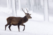 Red deer in the snow in the Cairngorms National Park, Scotland - Dec 2014