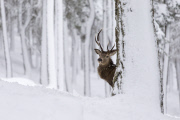 Red deer in the snow in the Cairngorms National Park, Scotland - Dec 2014