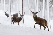 Red deer in the snow in the Cairngorms National Park, Scotland - Dec 2014
