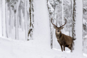 Red deer in the snow in the Cairngorms National Park, Scotland - Dec 2014