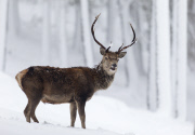 Red deer in the snow in the Cairngorms National Park, Scotland - Dec 2014