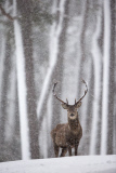 Red deer in the snow in the Cairngorms National Park, Scotland - Dec 2014
