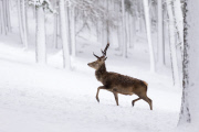Red deer in the snow in the Cairngorms National Park, Scotland - Dec 2014