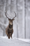 Red deer in the snow in the Cairngorms National Park, Scotland - Dec 2014