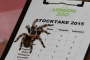 London Zoo Annual Stocktake, London, Britian - 05 Jan 2015