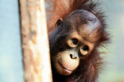 Borneo Orangutan