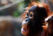 Borneo Orangutan
