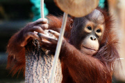 Borneo Orangutan