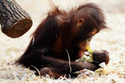 Borneo Orangutan