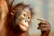 Borneo Orangutan