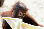 Borneo Orangutan