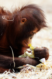 Borneo Orangutan