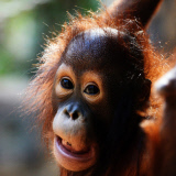 Borneo Orangutan