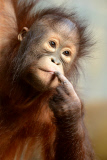 Borneo Orangutan