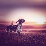 Photography project aims at getting shelter dogs adopted, Cyprus - Jan 2015