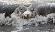 Playful dog once afraid of water now loves to bodysurf, Lyme Regis, Dorset, Britain - 06 Jan 2015