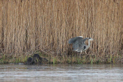 Otter chasing a heron over ice, Leighton Moss RSPB, Lancashire, Britain - Dec 2014