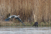 Otter chasing a heron over ice, Leighton Moss RSPB, Lancashire, Britain - Dec 2014