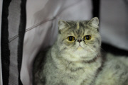 OR: 2015 Portland International Cat Show