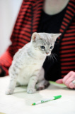 OR: 2015 Portland International Cat Show