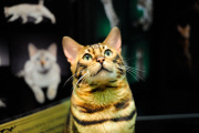 OR: 2015 Portland International Cat Show