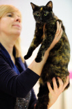 OR: 2015 Portland International Cat Show