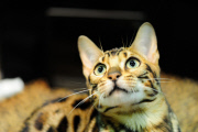 OR: 2015 Portland International Cat Show