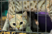 OR: 2015 Portland International Cat Show