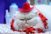 OR: 2015 Portland International Cat Show
