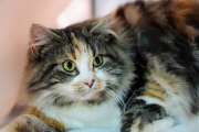 OR: 2015 Portland International Cat Show